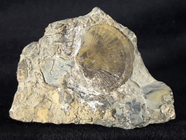Boreorthis asiatica NIKIFOROVA - Bild &copy; FossNet FossilienStore